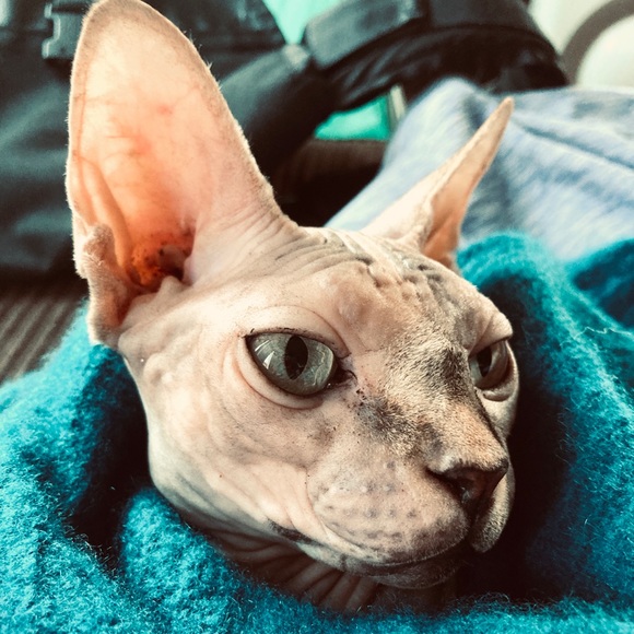 Meet your Posher, Tiffany - Picture 4 of 4